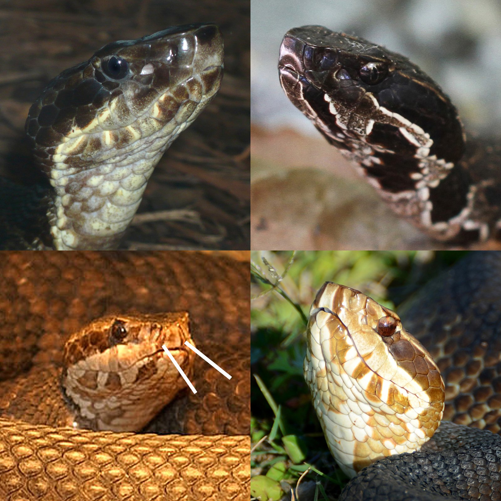 Arkansas Football Player Practiced an Hour With Venomous Snake in Helmet