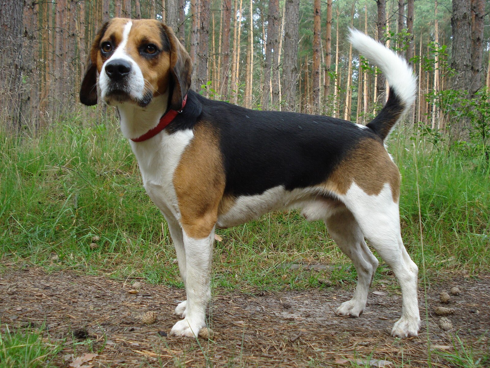 Last of 2,000 Beagles Freed From Wisconsin Research Facility