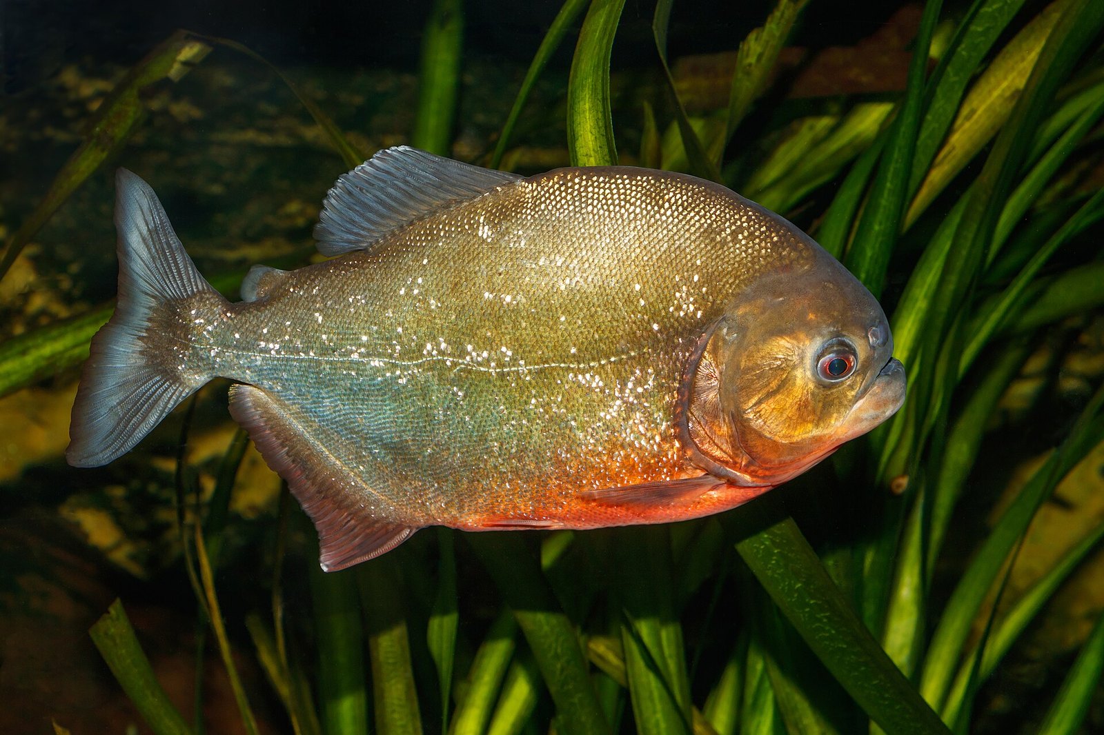 Boy, 8, Reels In a Piranha at Pennsylvania Lake
