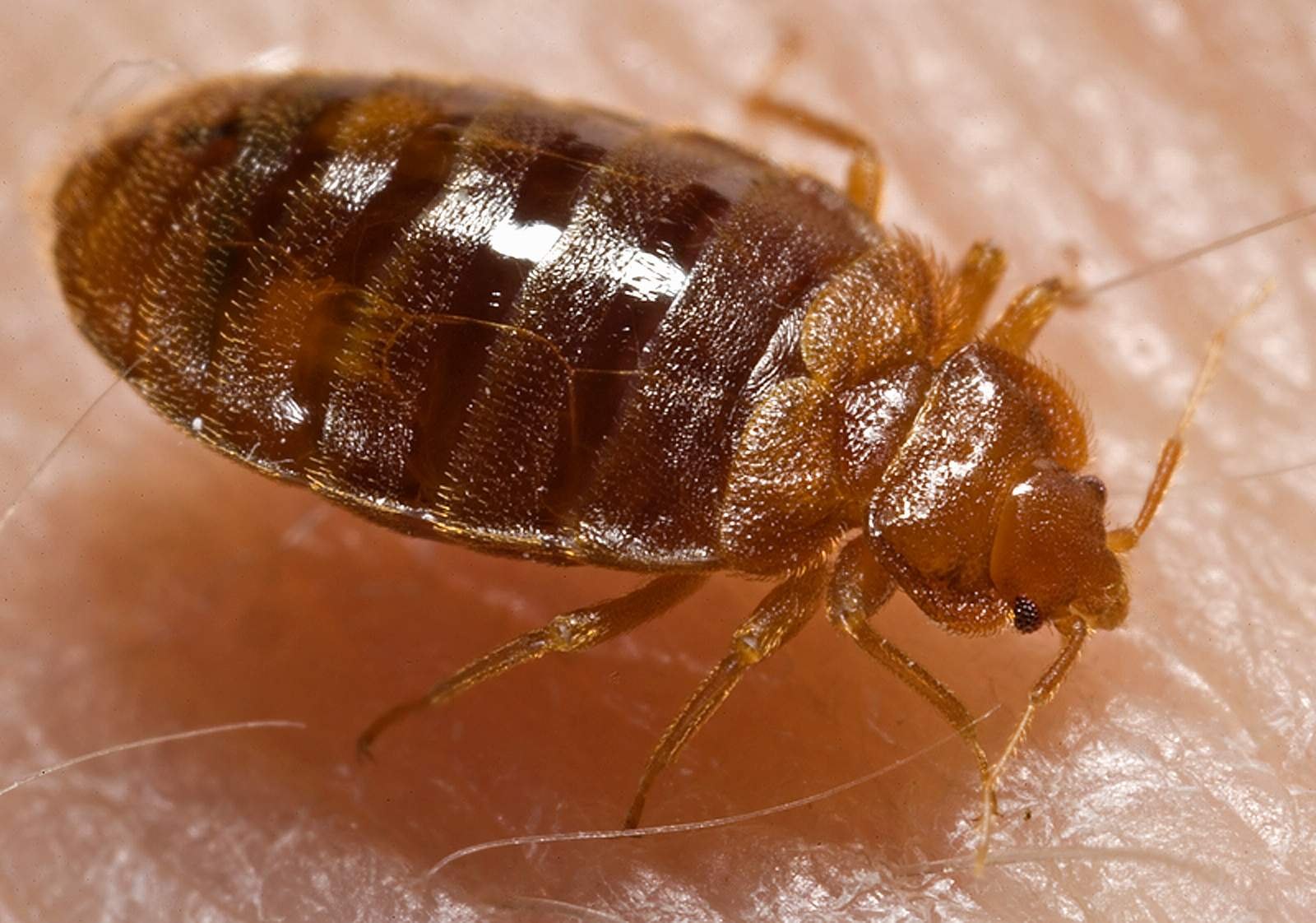 Bed Bugs Hitchhike Home. Here's How to Spot Them Early.