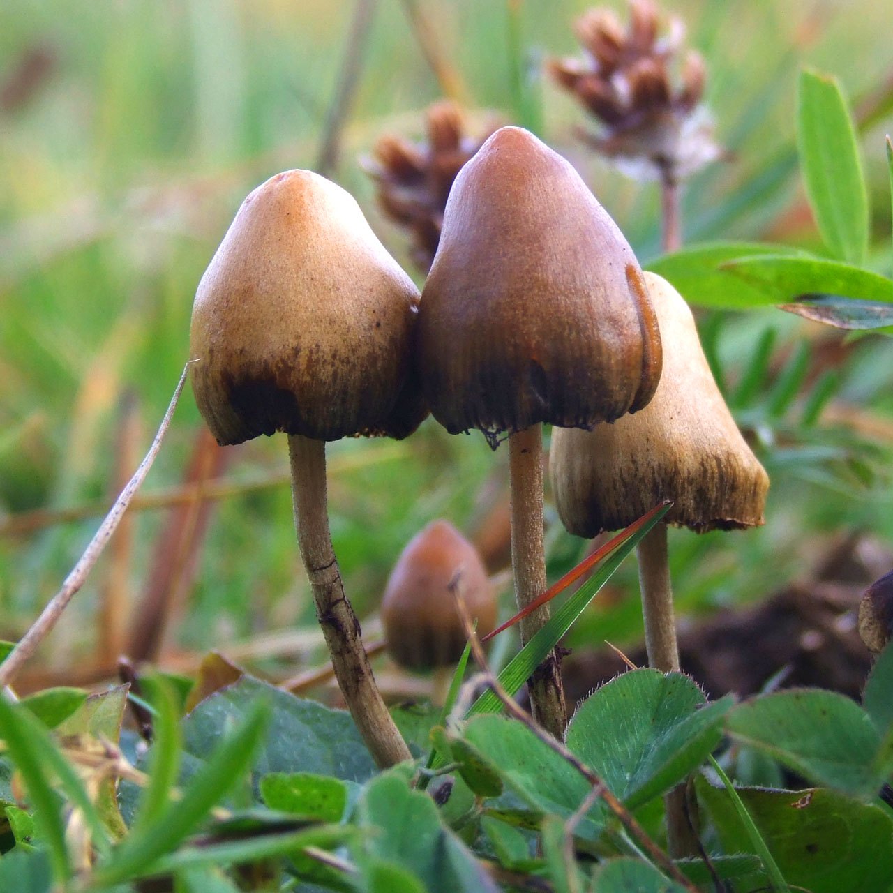 Study Finds Oregon's Legal Psilocybin Program Largely Safe