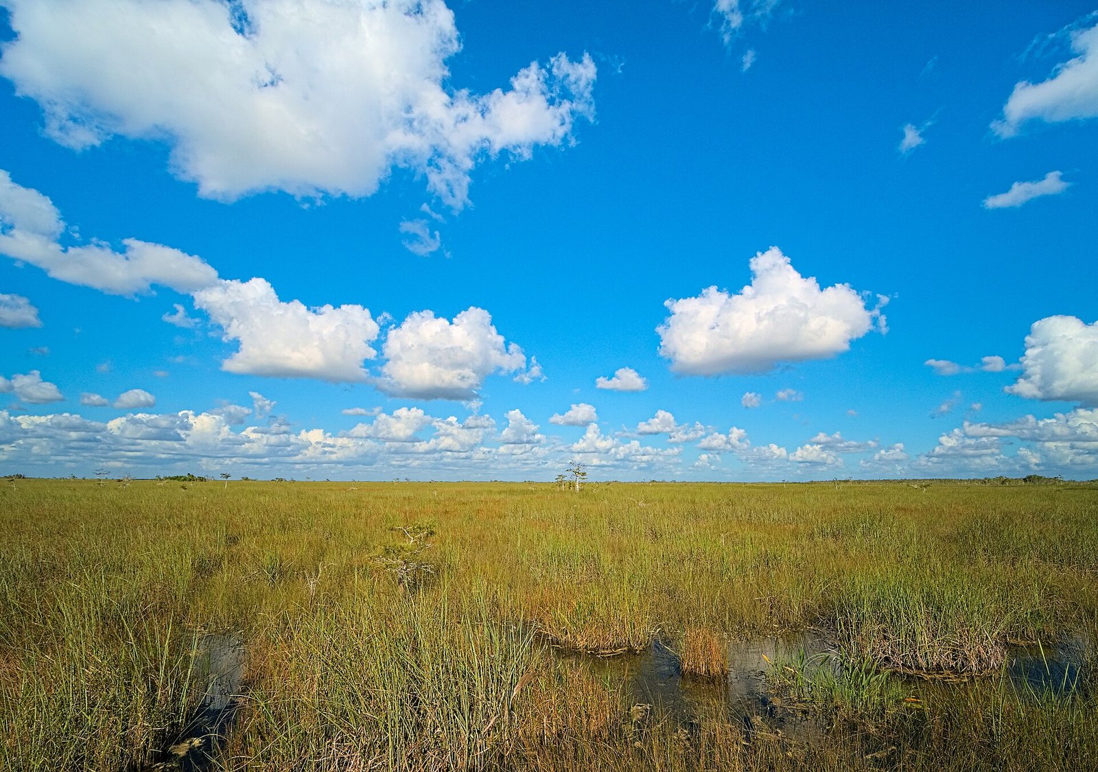 Proposed Florida Datacenter Raises Fears for Everglades Waters