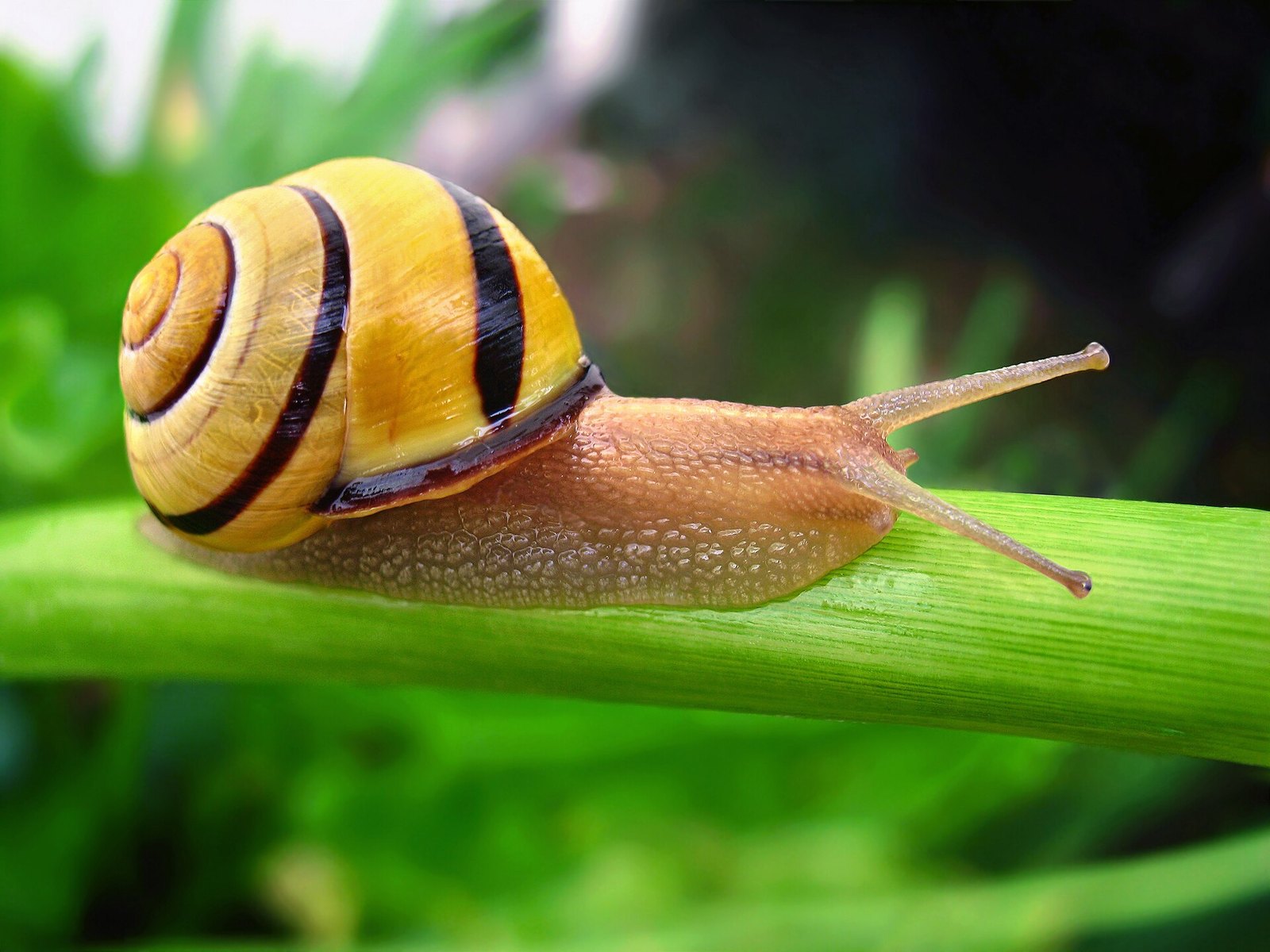 Snails Make Five Kinds of Slime, Researchers Find
