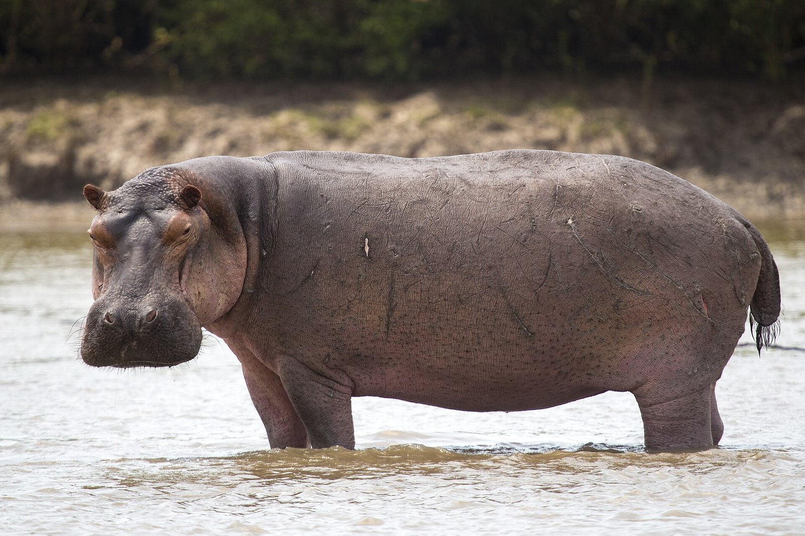 Video Shows Hippo Charging Boat Full of Tourists in Botswana